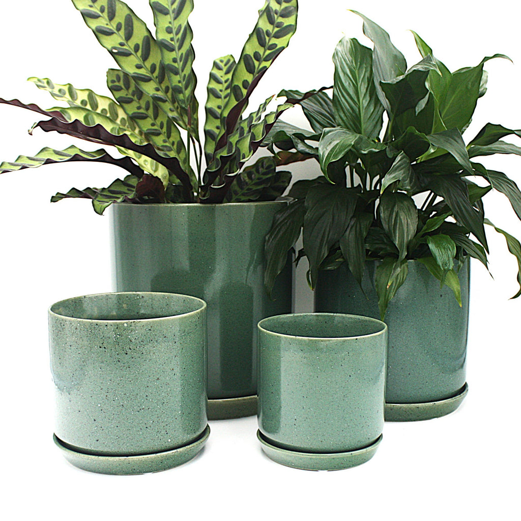 XL Oslo Planter Agave