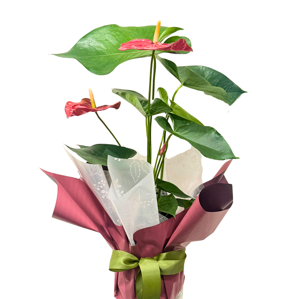 Gift Wrapped Anthurium Lily