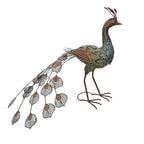 Standing Peacock