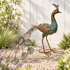 Standing Peacock