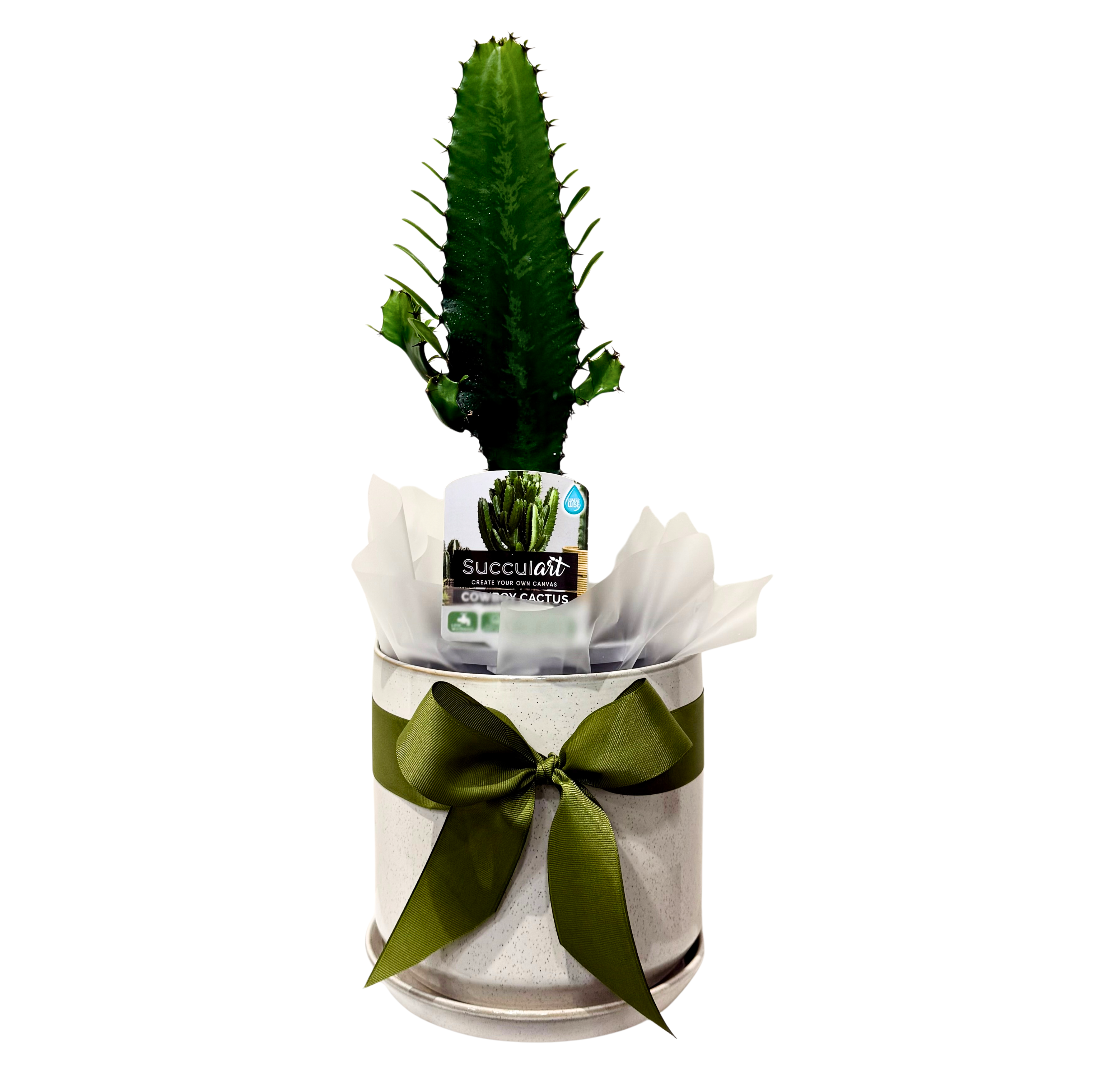 Cowboy Cactus in Sandstorm Pot