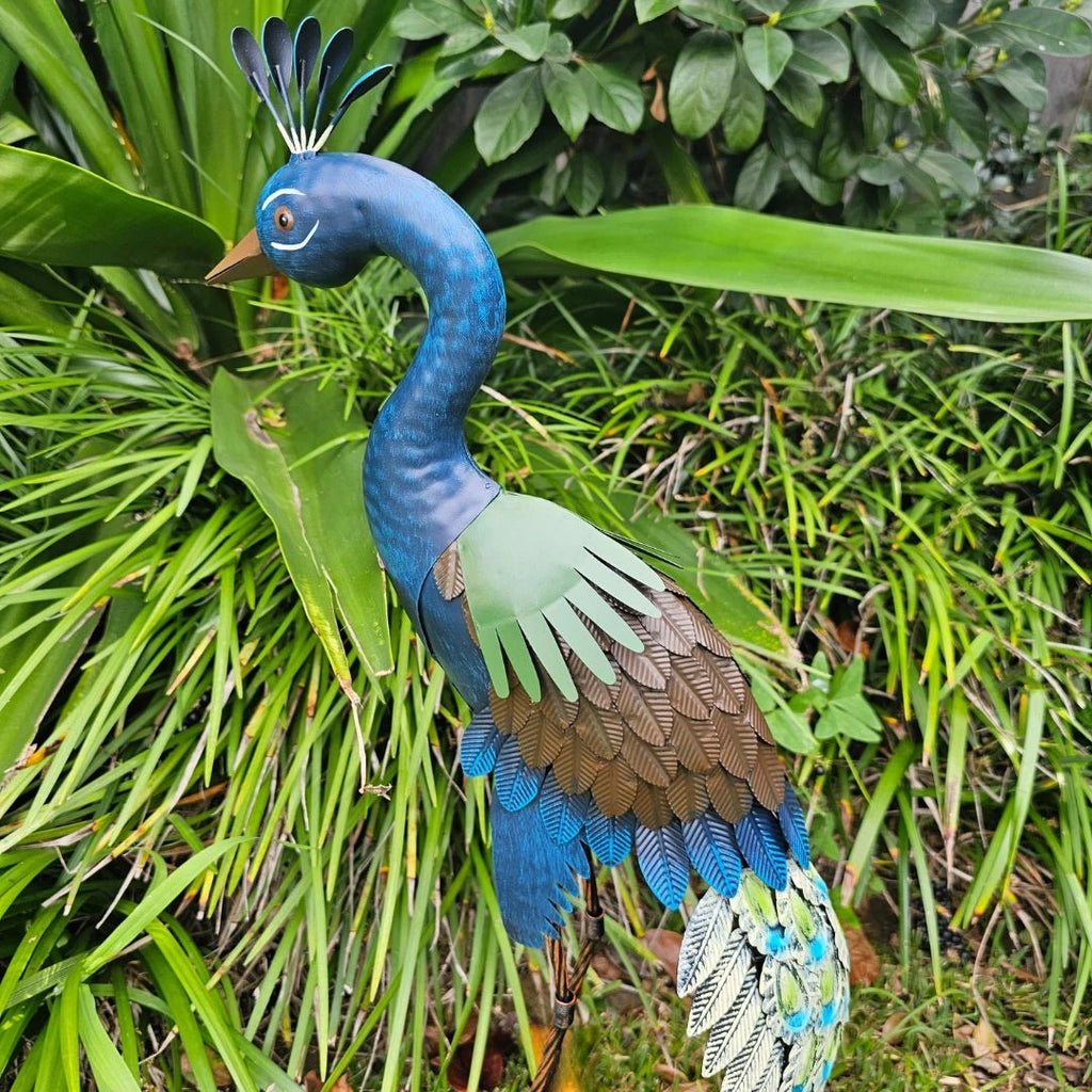 Standing Peacock