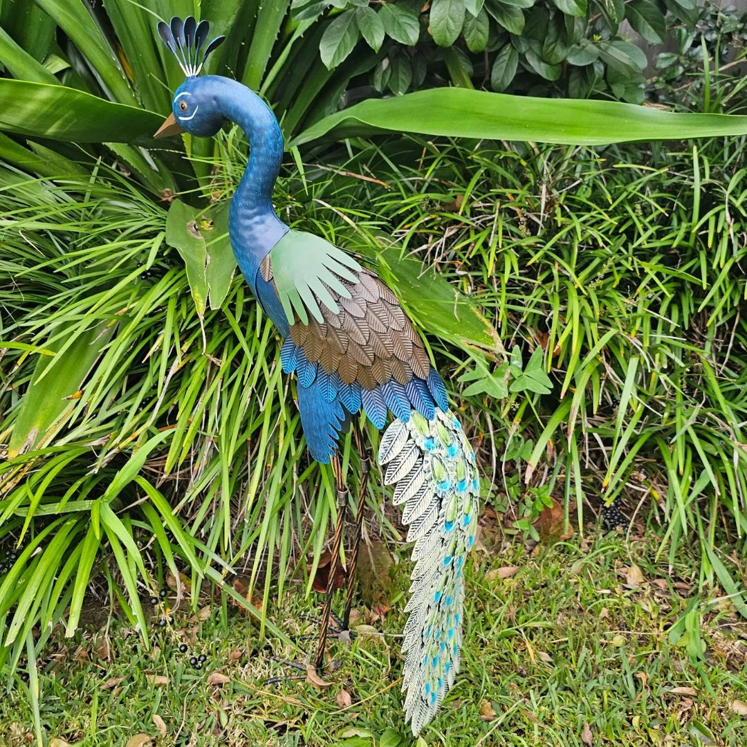 Standing Peacock
