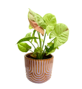 Syngonium in Small Mimi Hippy Planter