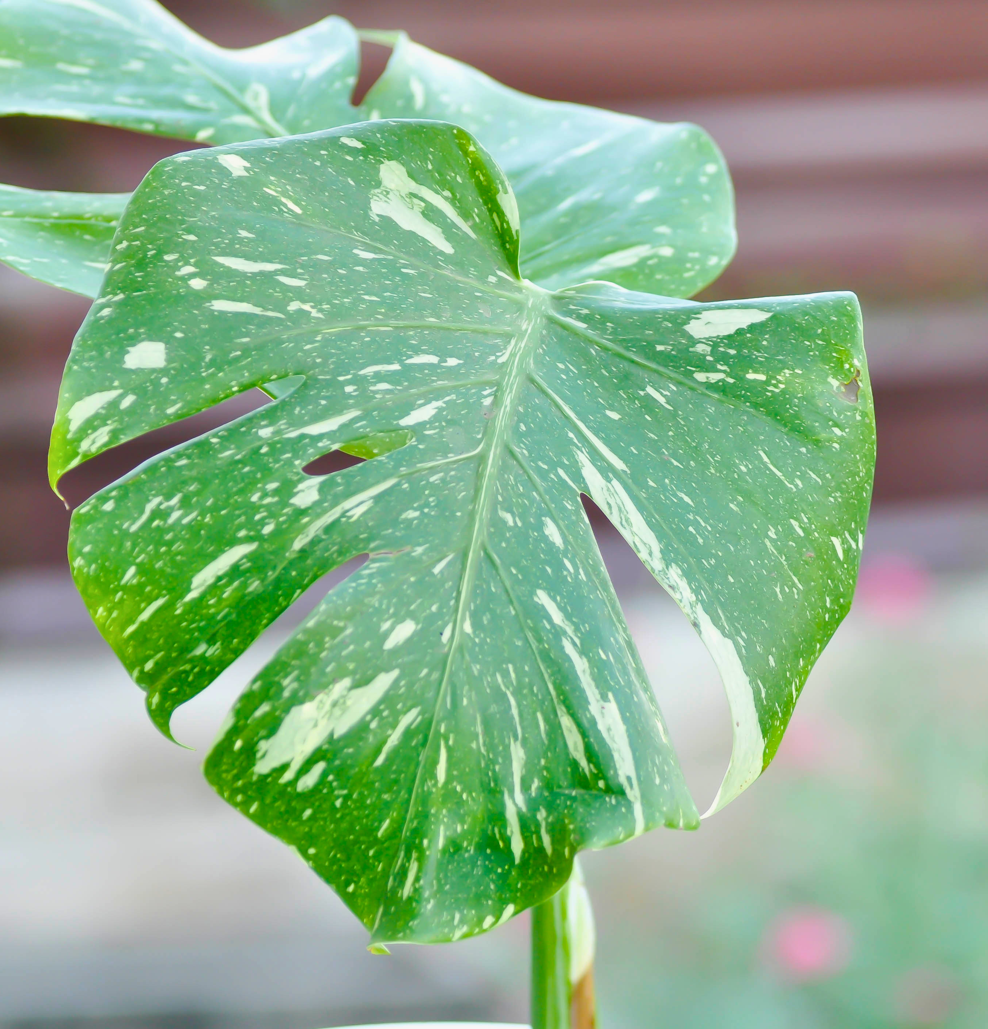 Monstera Thai Constellation 10cm