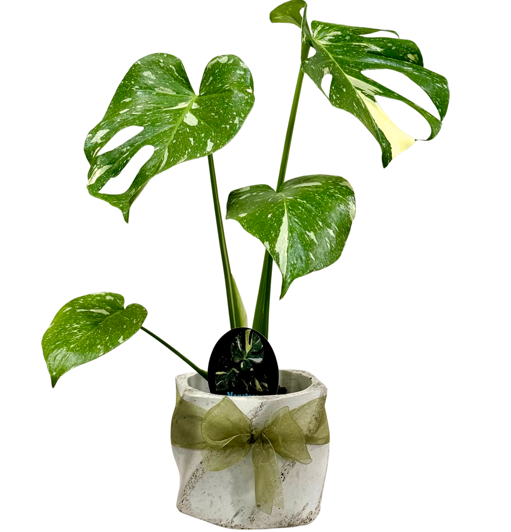 Monstera Thai Constellation 10cm