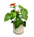 Anthurium Lily in Large Oslo Sandstorm Pot
