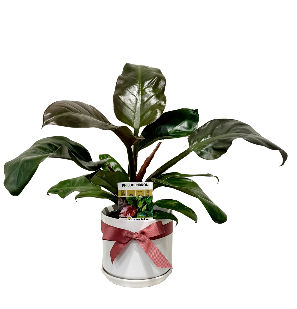 Philodendron in Medium White Pot