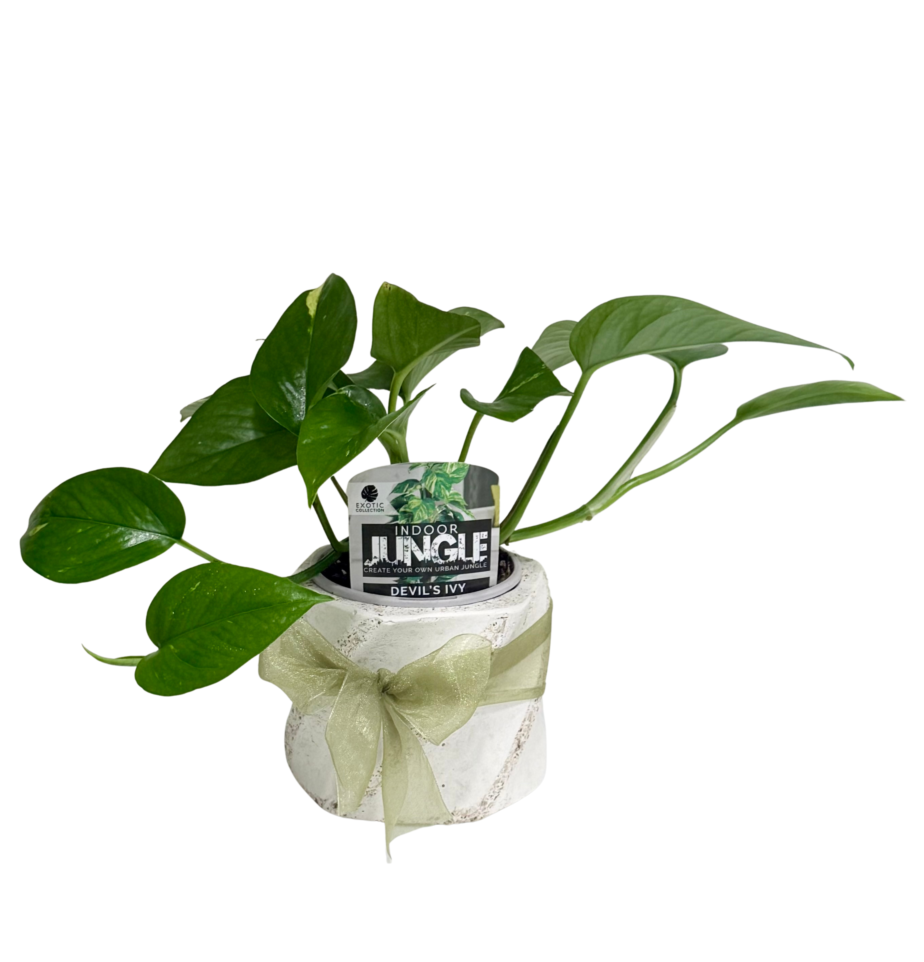 Devils Ivy in Small Swirl Pot