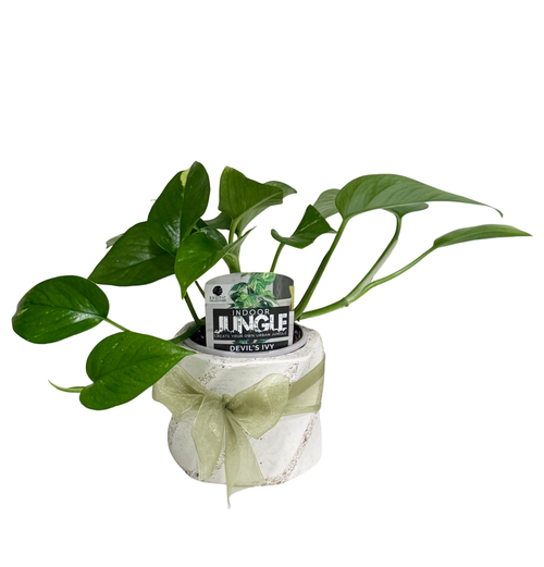 Devils Ivy in Small Swirl Pot