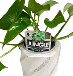 Devils Ivy in Small Swirl Pot