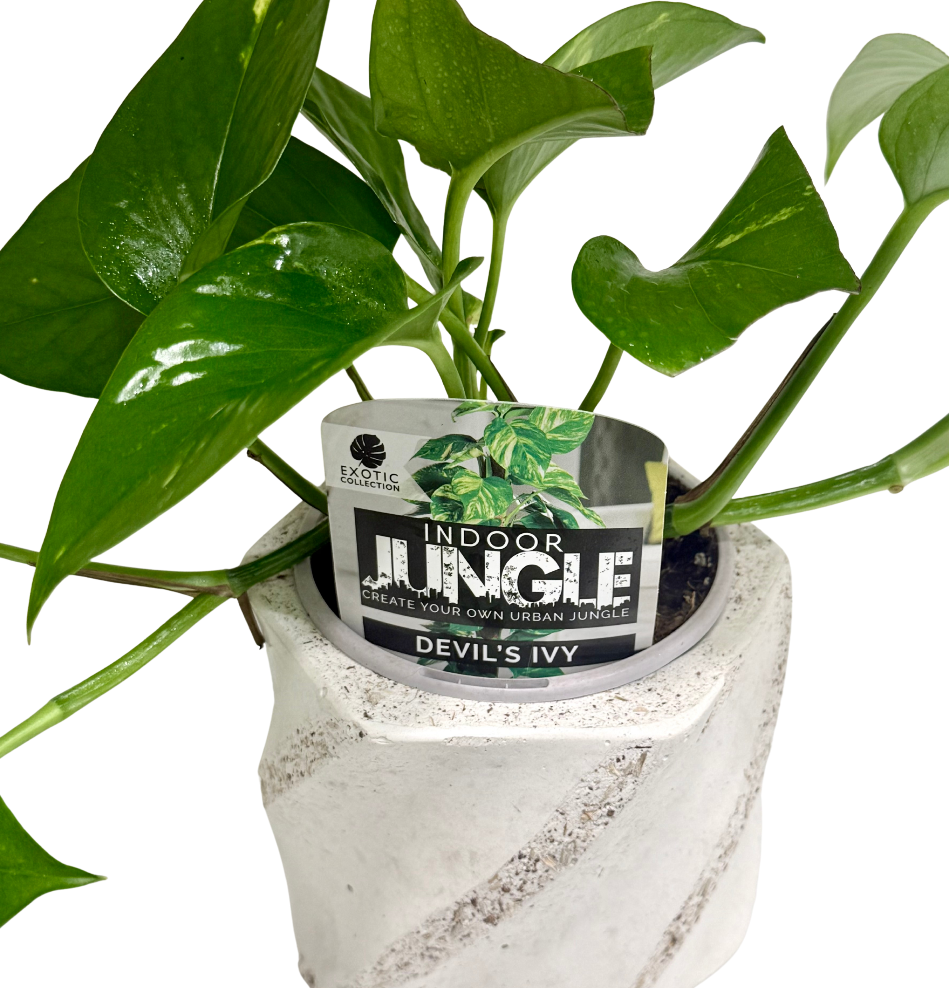 Devils Ivy in Small Swirl Pot
