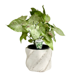 Syngonium in Large Swirl Pot