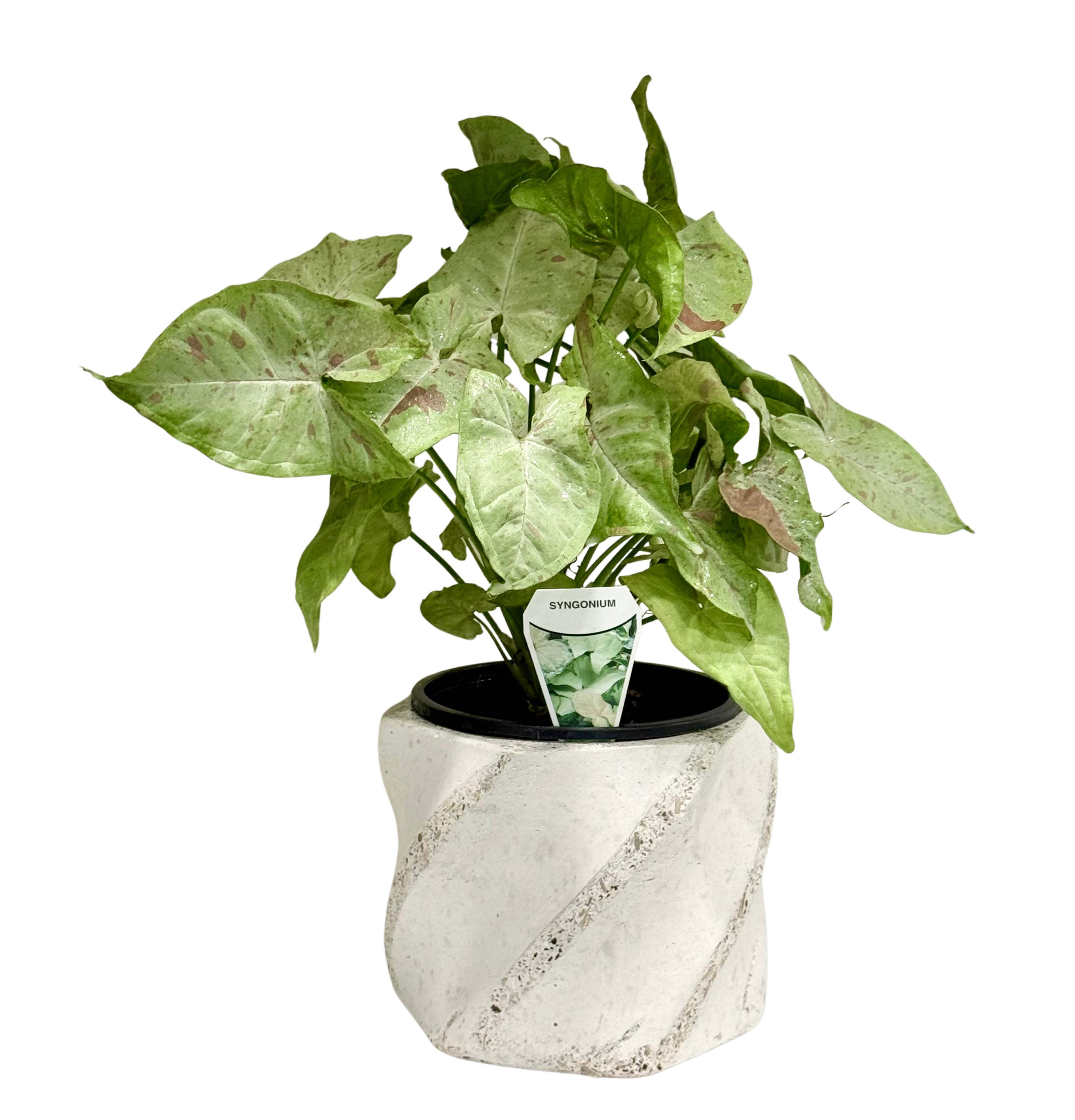 Syngonium in Large Swirl Pot