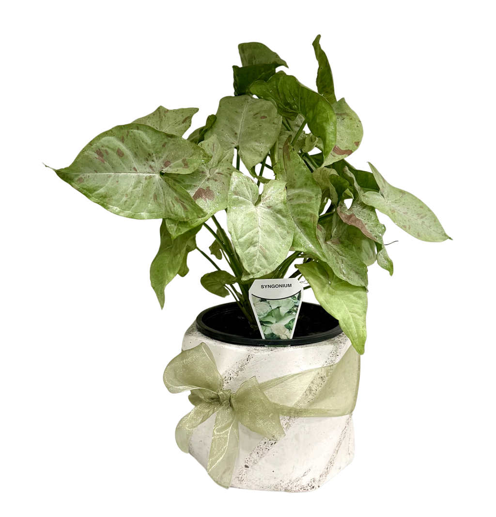 Syngonium in Large Swirl Pot