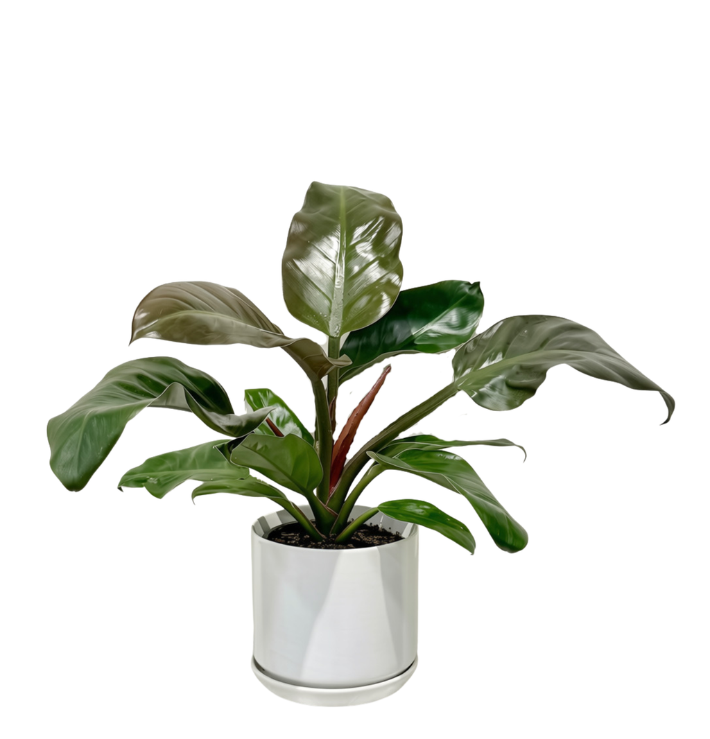 Philodendron in Medium White Pot