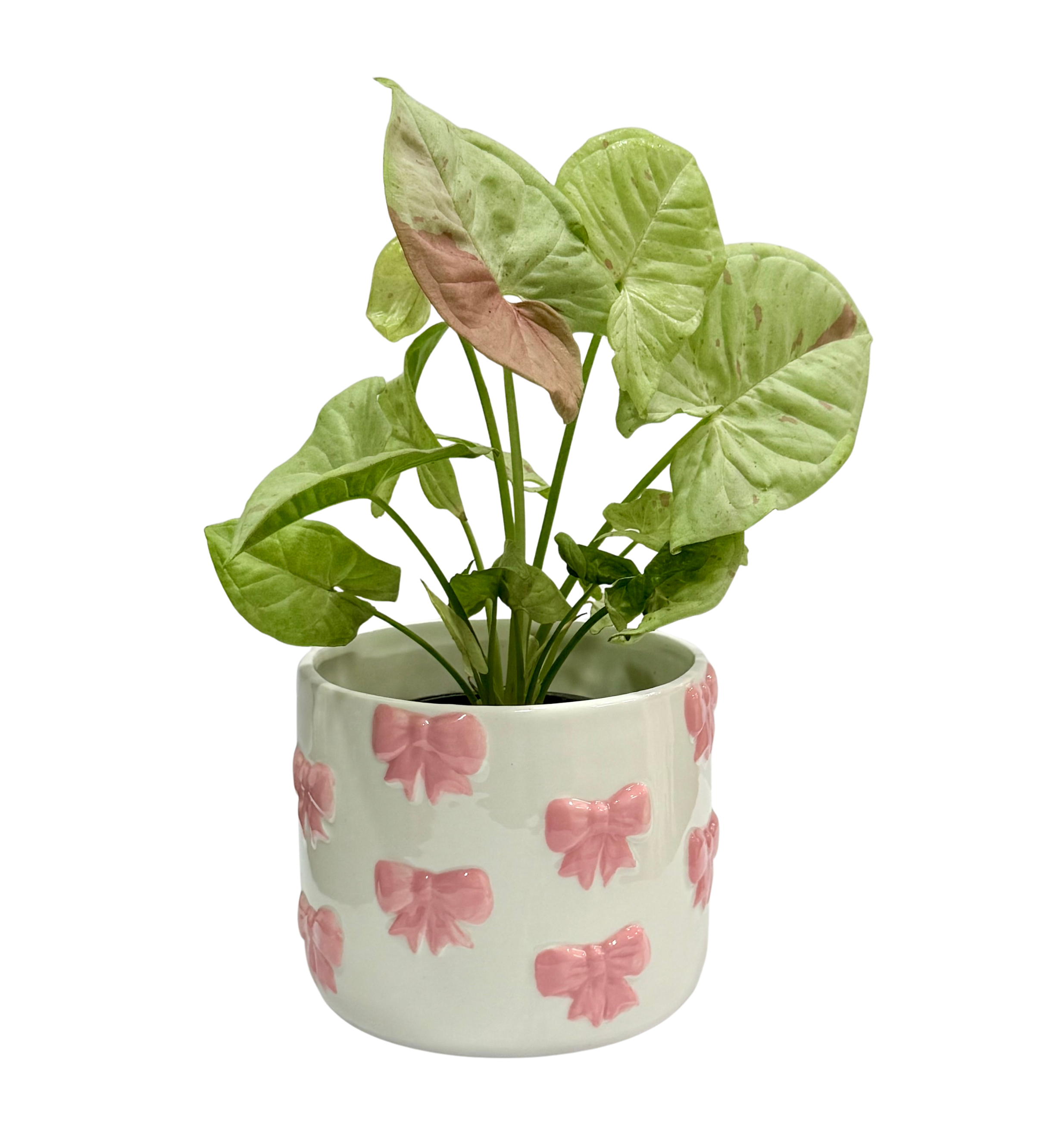 Syngonium Plant in Pink Bow Planter