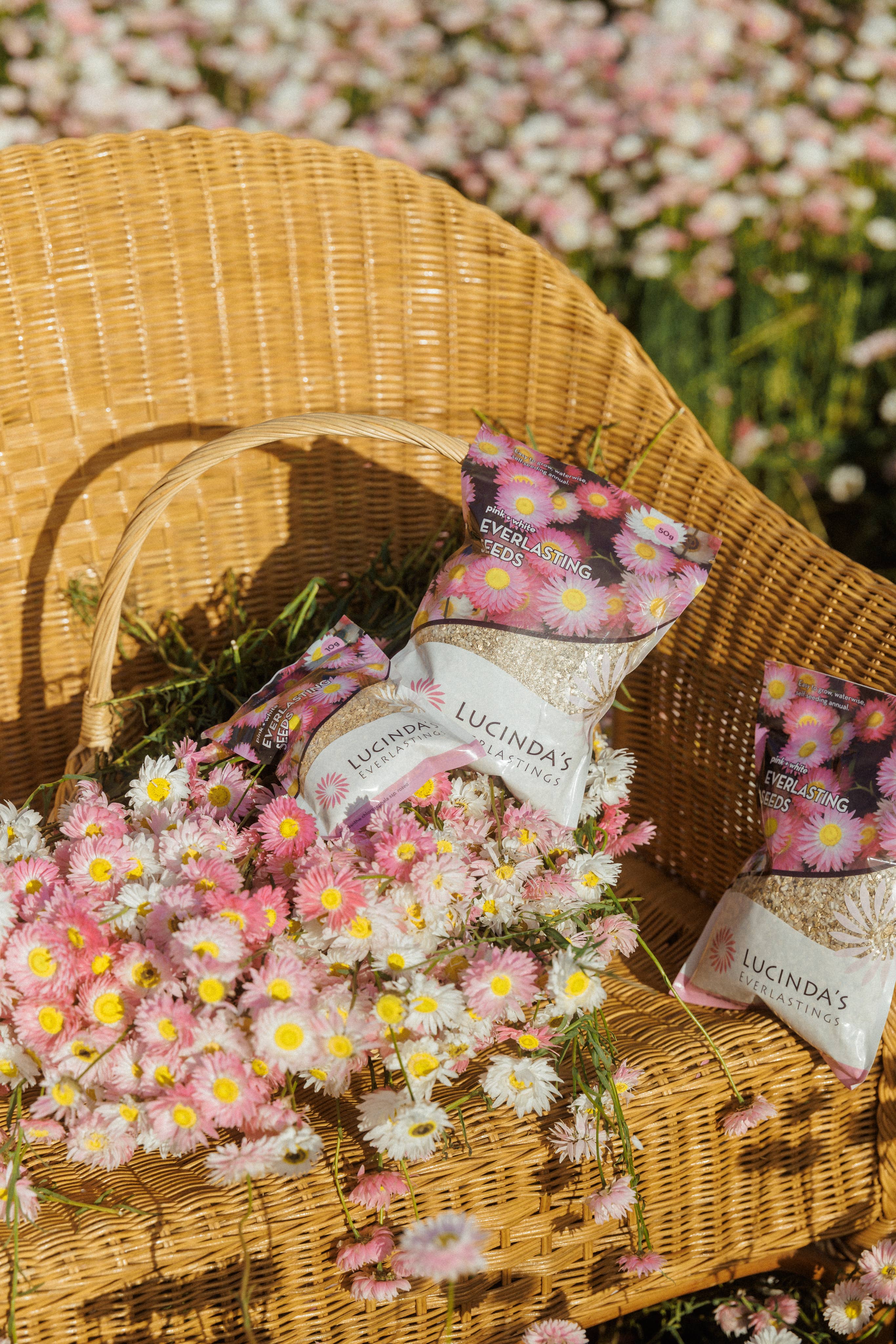 Everlasting Paper Daisy 10g Packet