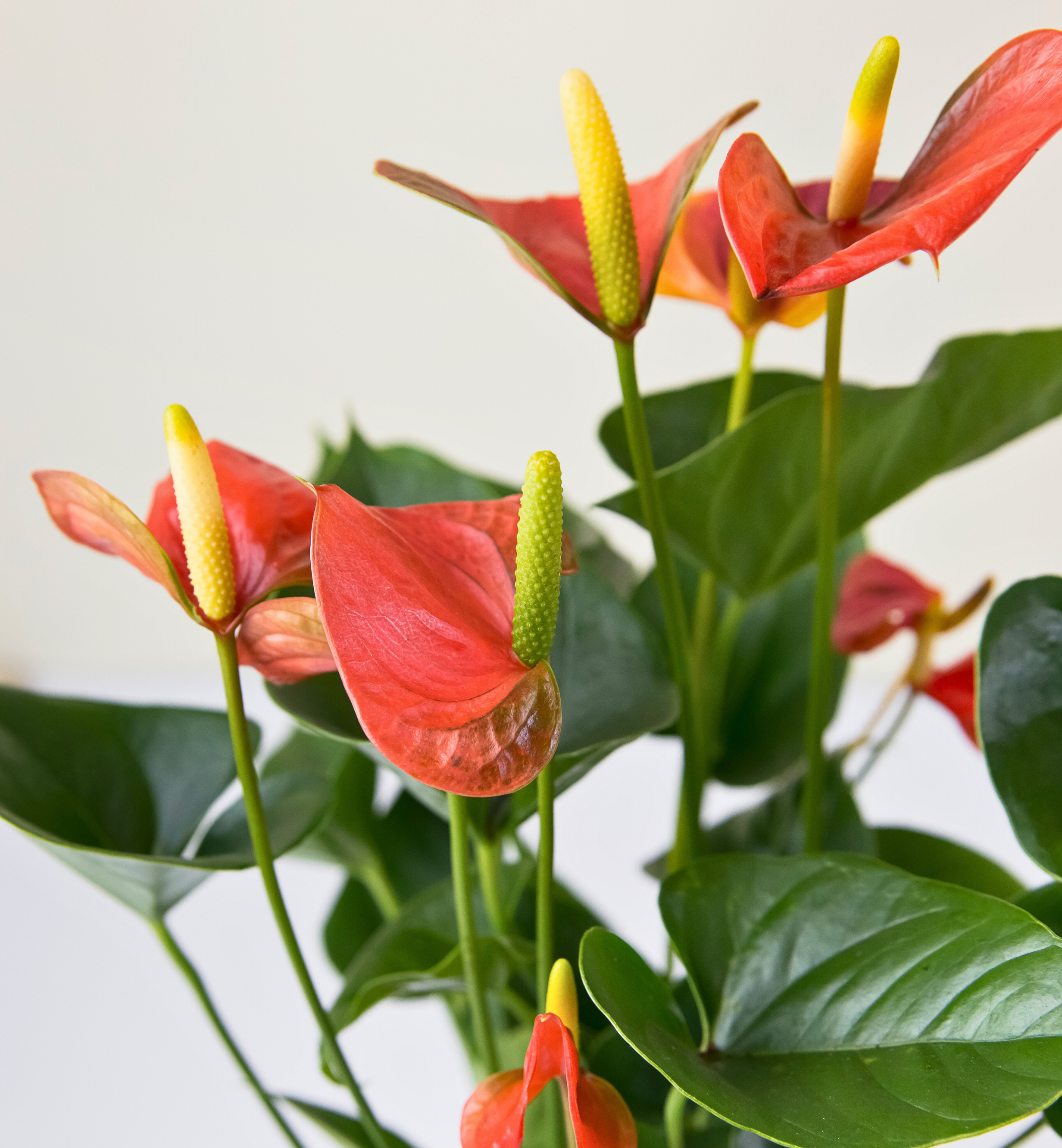 anthurium lilies Anthurium Lily in Large Oslo Sandstorm Pot – Fuchsia Newcastle