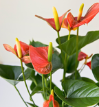 Anthurium Lily in Large Oslo Sandstorm Pot