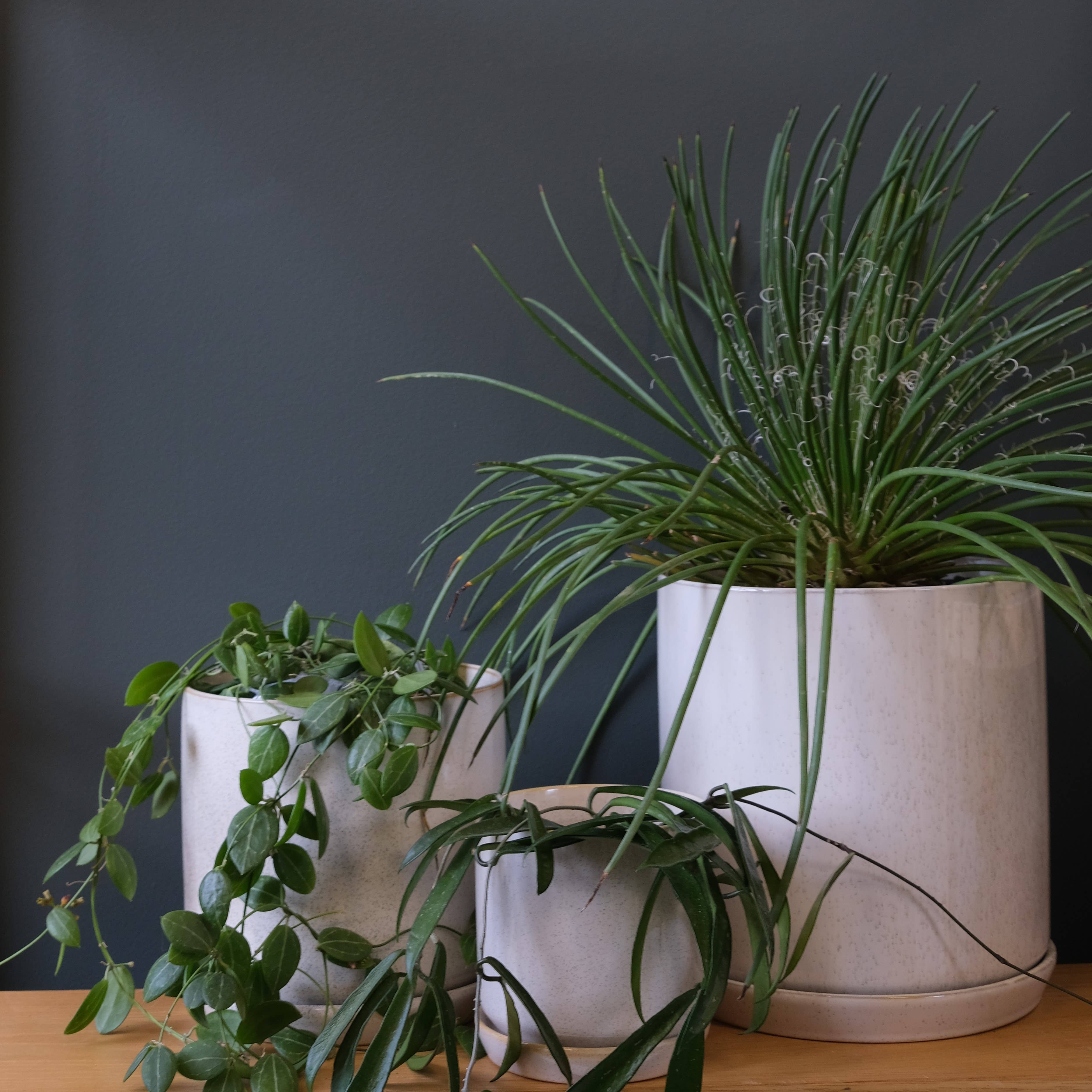 Small Oslo Planter Sandstorm
