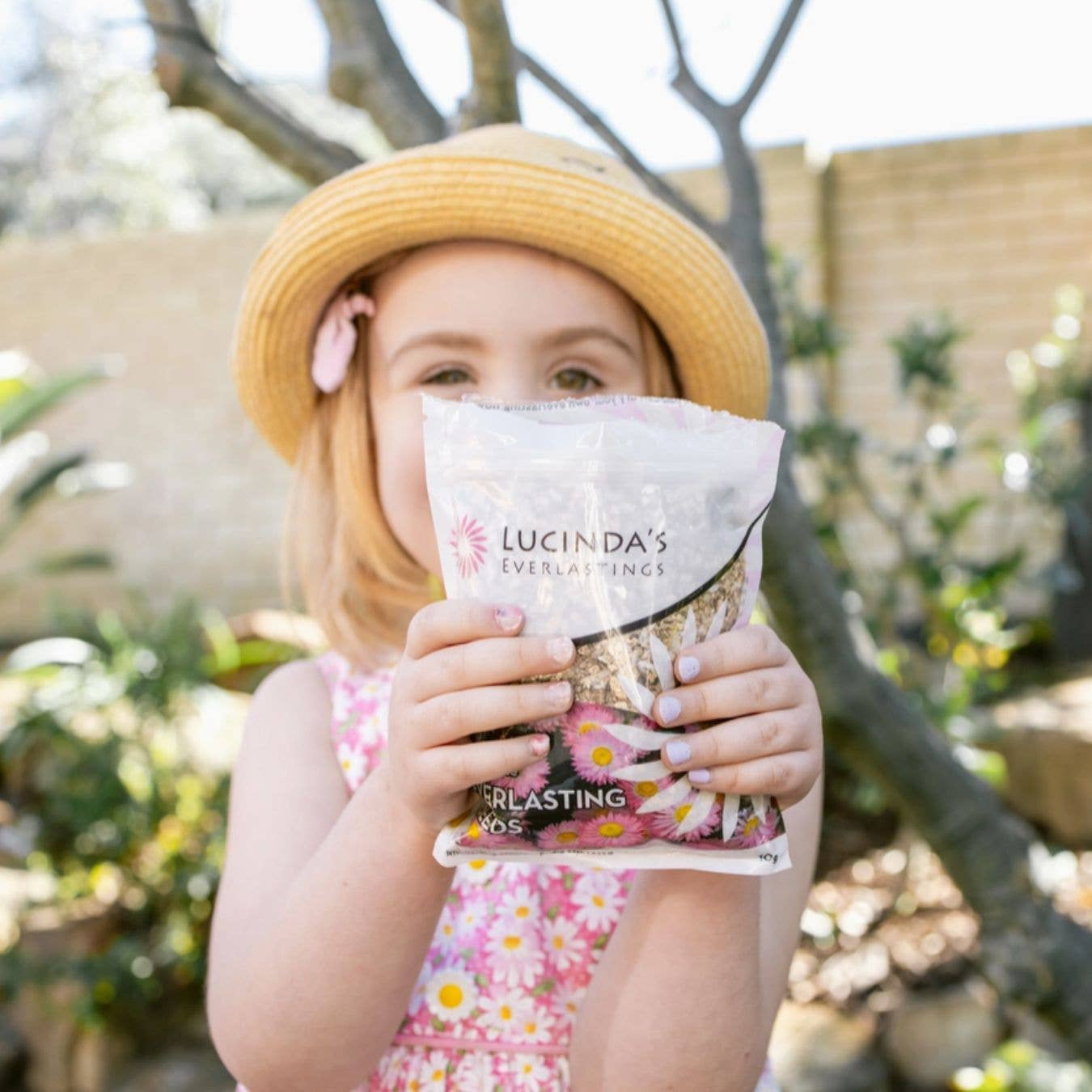 Everlasting Paper Daisy 10g Packet