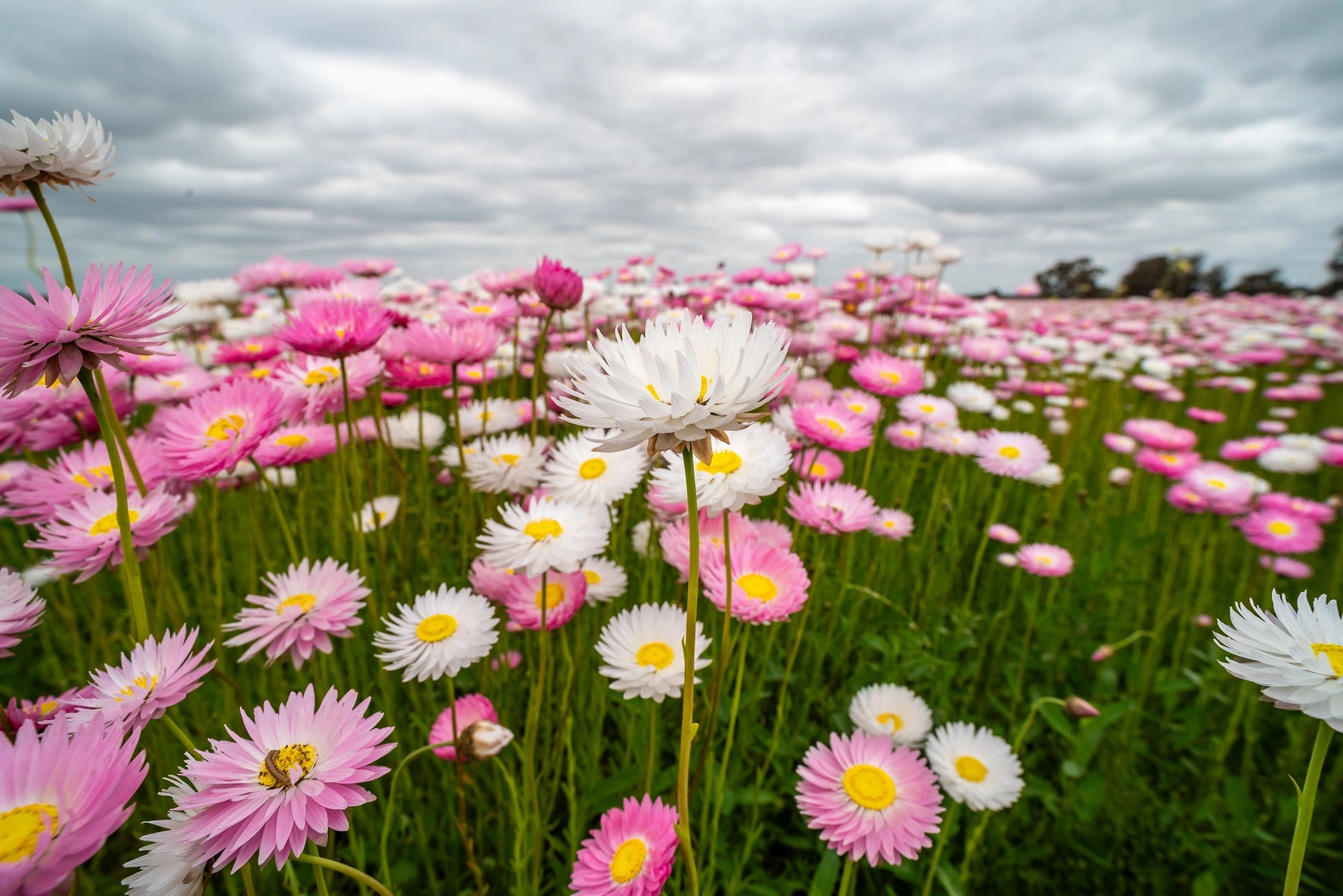 Everlasting Paper Daisy 10g Packet