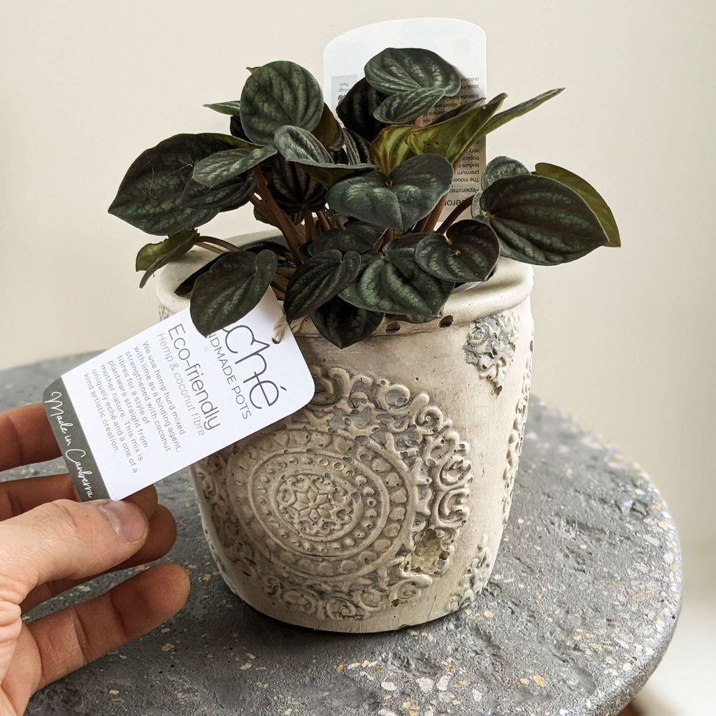 Old Style Pot - (Fits 100mm Grow Pot)