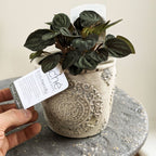 Old Style Pot - (Fits 100mm Grow Pot)