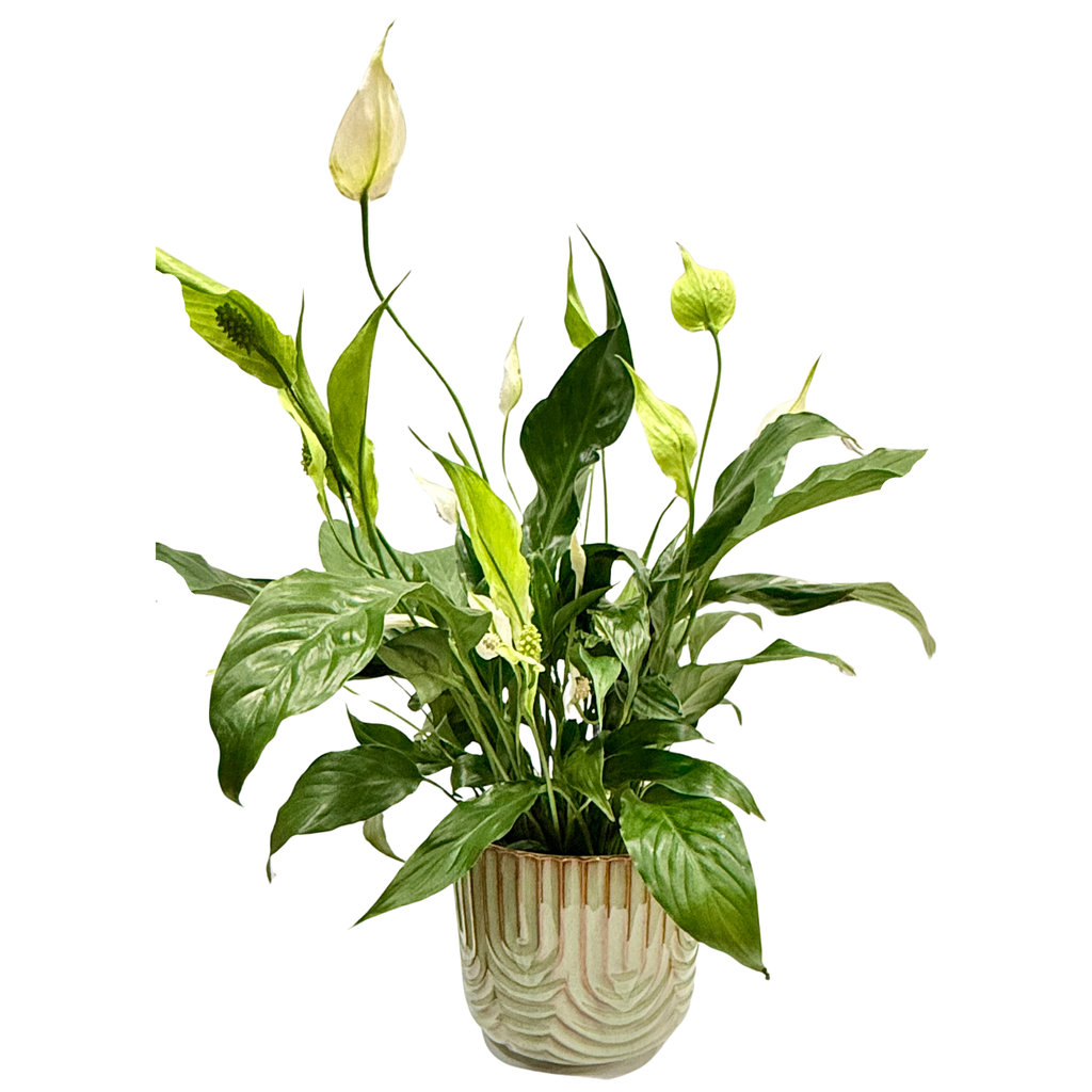 Peace Lilly