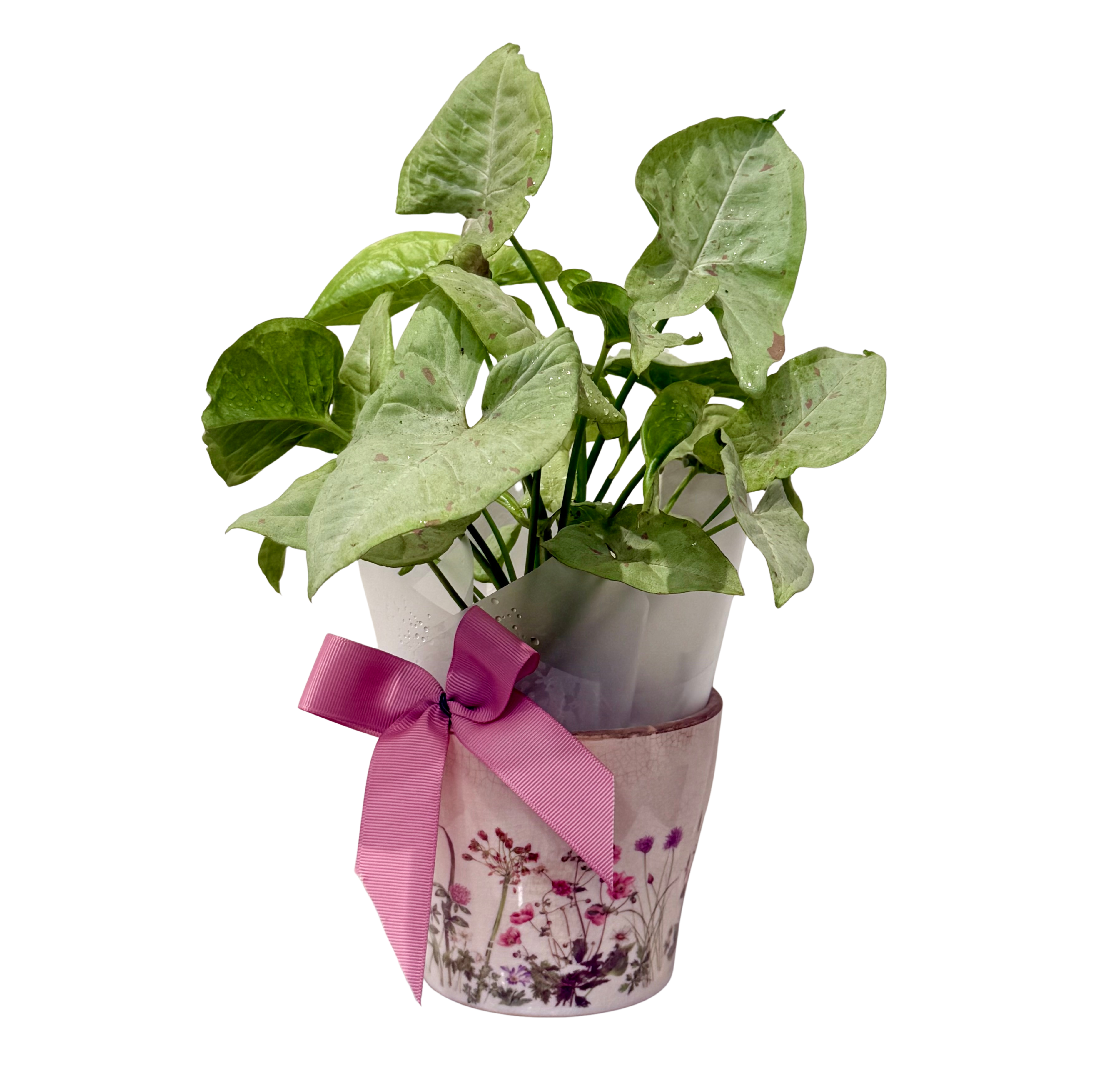 Syngonium in Small Botanical Planter