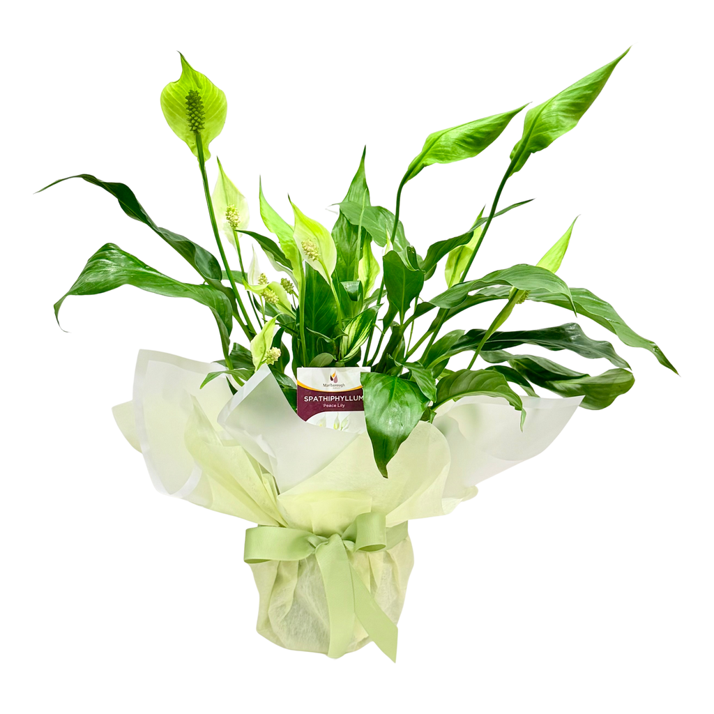 Peace Lilly